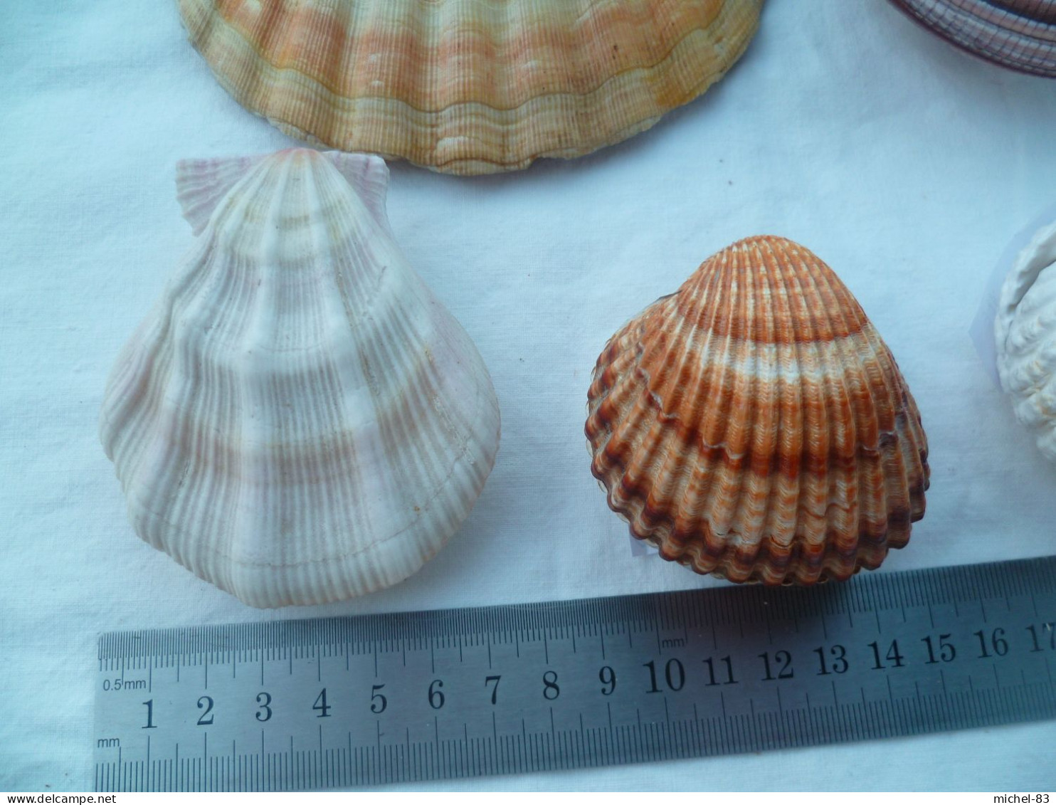 Coquillage Collection - Seashells & Snail-shells