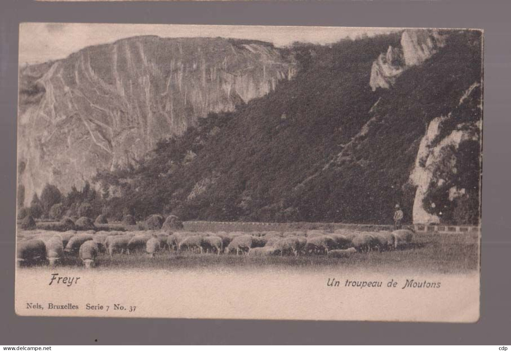 Cpa Freyr  Moutons - Hastière