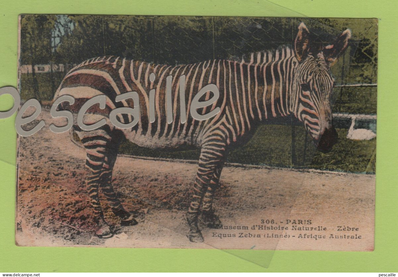 CP COLORISEE PARIS MUSEUM D'HISTOIRE NATURELLE - ZEBRE EQUUS ZEBRA LINNE / AFRIQUE  - N° 306 A. LECONTE PARIS - CIRCULEE - Zebra's