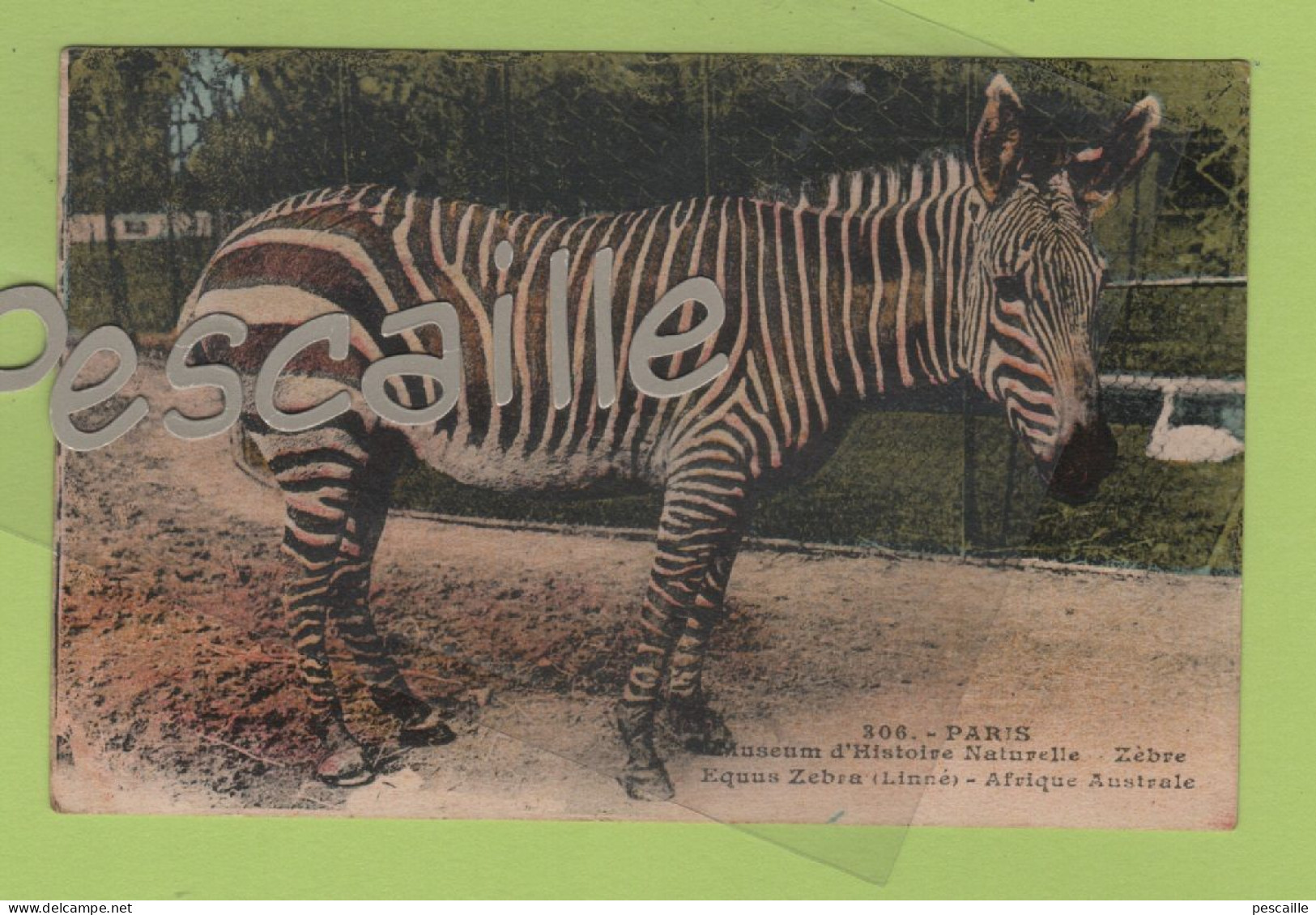 CP COLORISEE PARIS MUSEUM D'HISTOIRE NATURELLE - ZEBRE EQUUS ZEBRA LINNE / AFRIQUE  - N° 306 A. LECONTE PARIS - CIRCULEE - Zebras