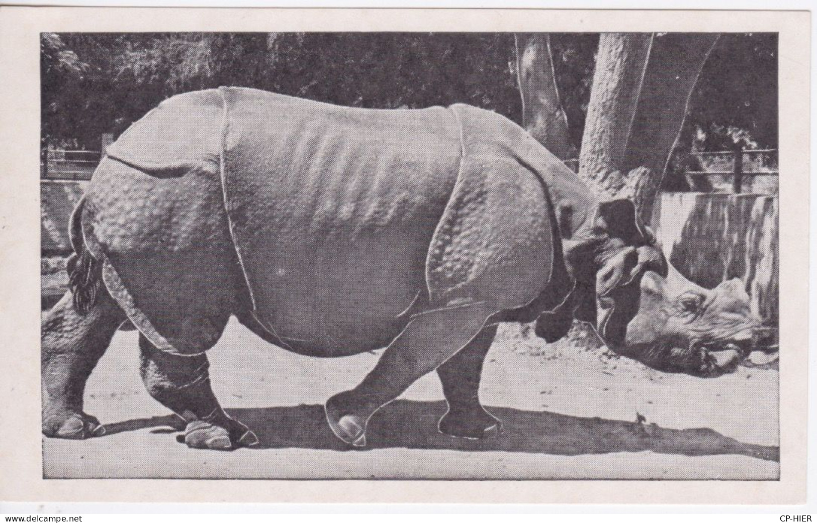 RHINOCEROS -  INDIAN RHINOCEROS - Neushoorn