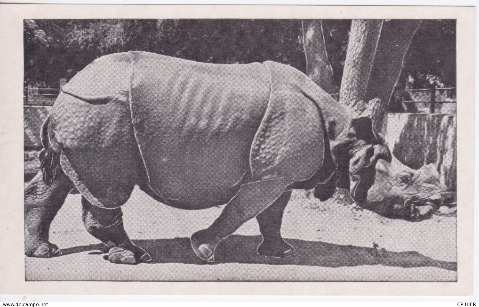 RHINOCEROS -  INDIAN RHINOCEROS - Rhinocéros