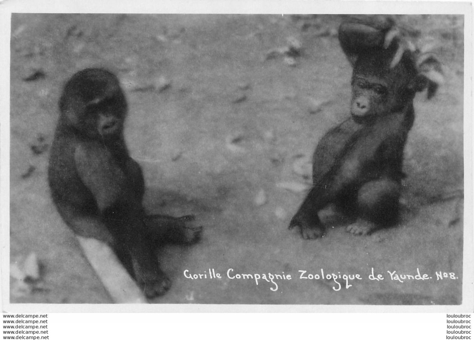 COMPAGNIE ZOOLOGIQUE DE YAUNDE CAMEROUN GORILLE R6 - Camerun
