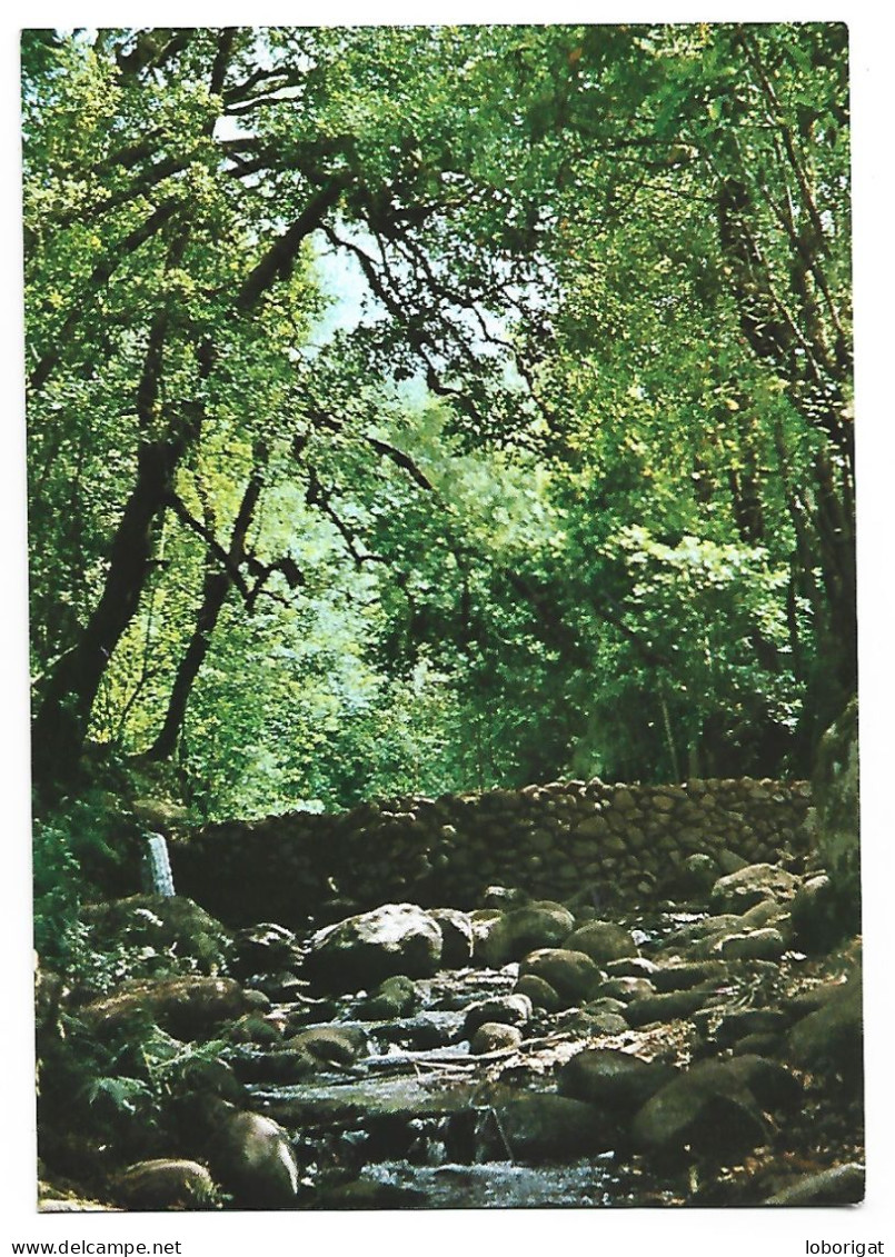 UN RINCON DEL BOSQUE DEL CEDRO, LUGAR DONDE SE HALLA LA PISCINA.-  LA GOMERA / ISLAS CANARIAS.- ( ESPAÑA ) - Gomera