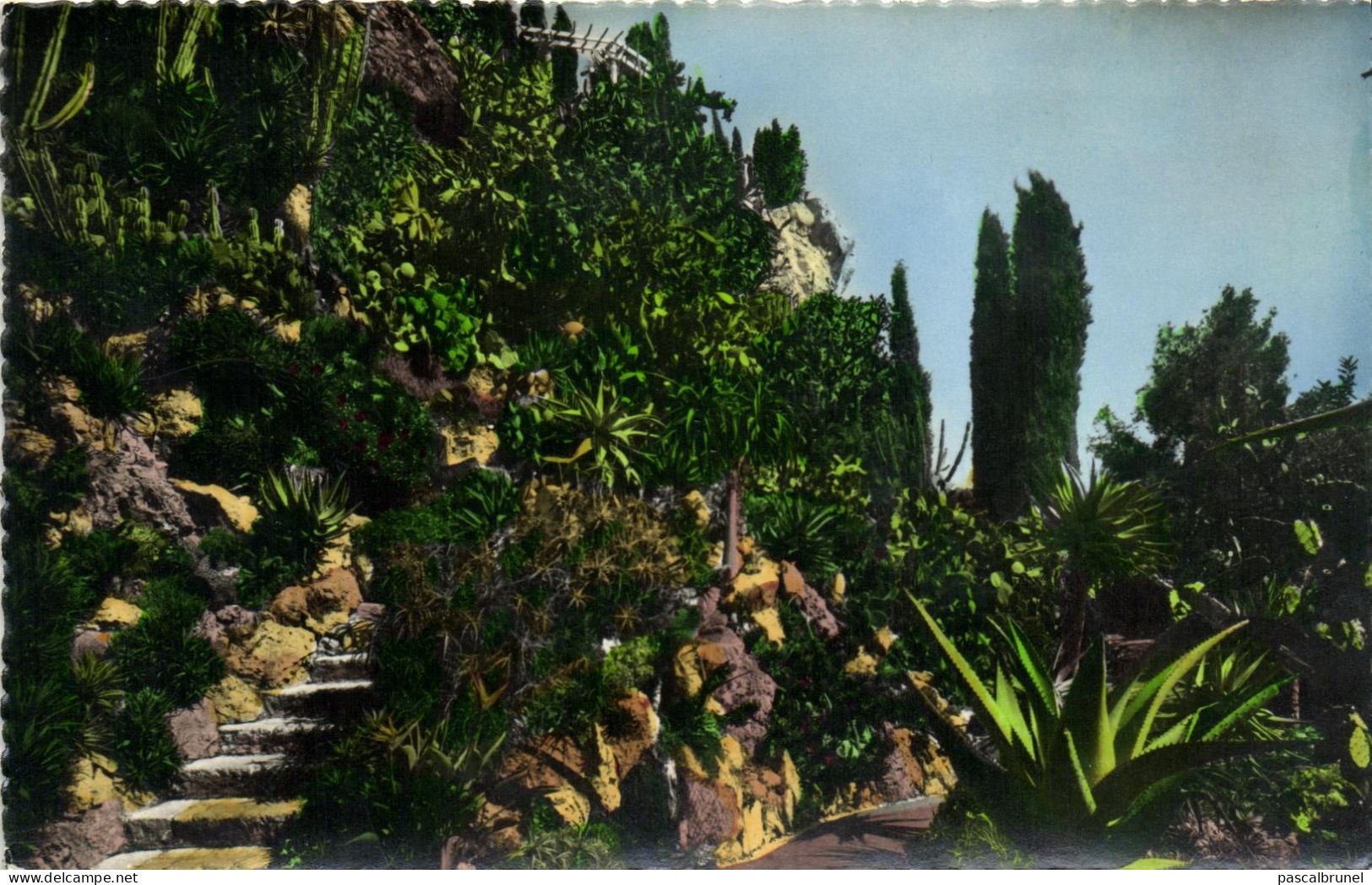 MONACO - JARDIN EXOTIQUE - L'ALLEE DES ALOES - Exotic Garden