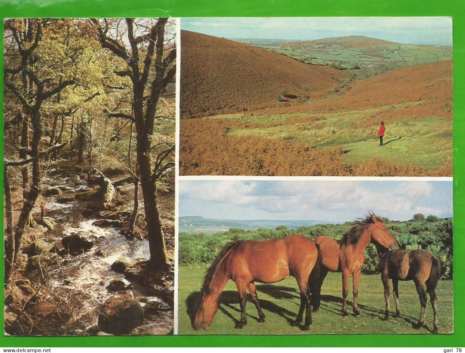 CP BECKY FALLS - Gorse And Heather On  DARTMOOR - Ponies In Dartmmor - Dartmoor