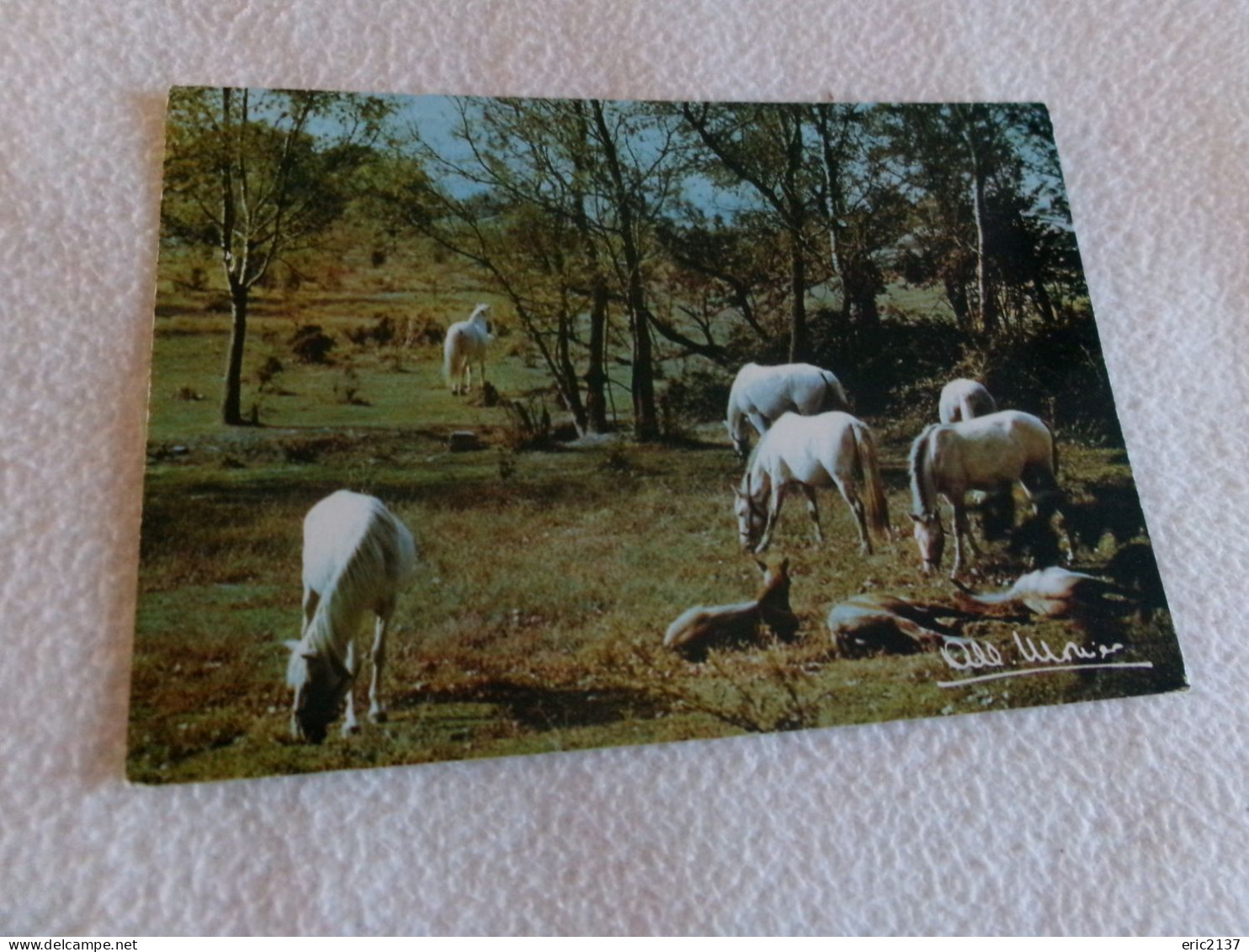 BELLE CARTE PHOTO.."PRESTIGE DE LA TERRE ...EN LIBERTE"....signe A. MONIER - Monier