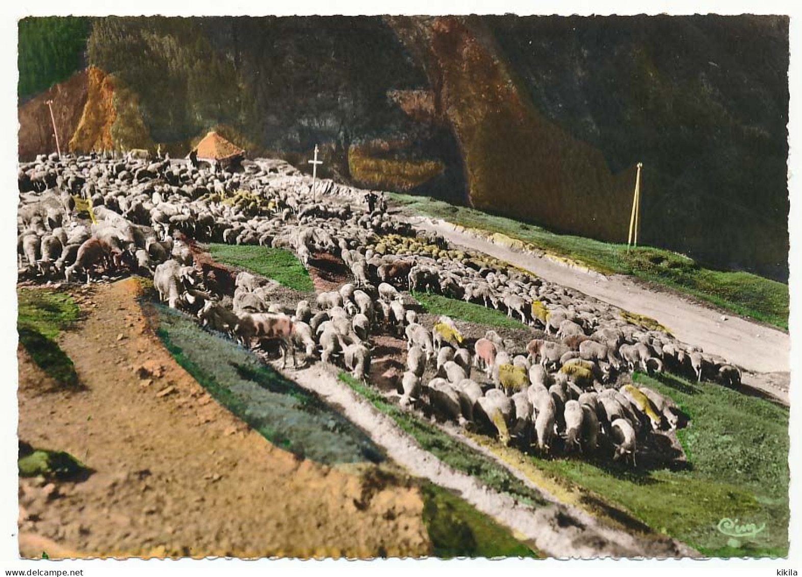 CPSM / CPM Dentelée 10.5 X 15 Paysage Des ALPES Transhumance  Troupeau De Moutons - Rhône-Alpes