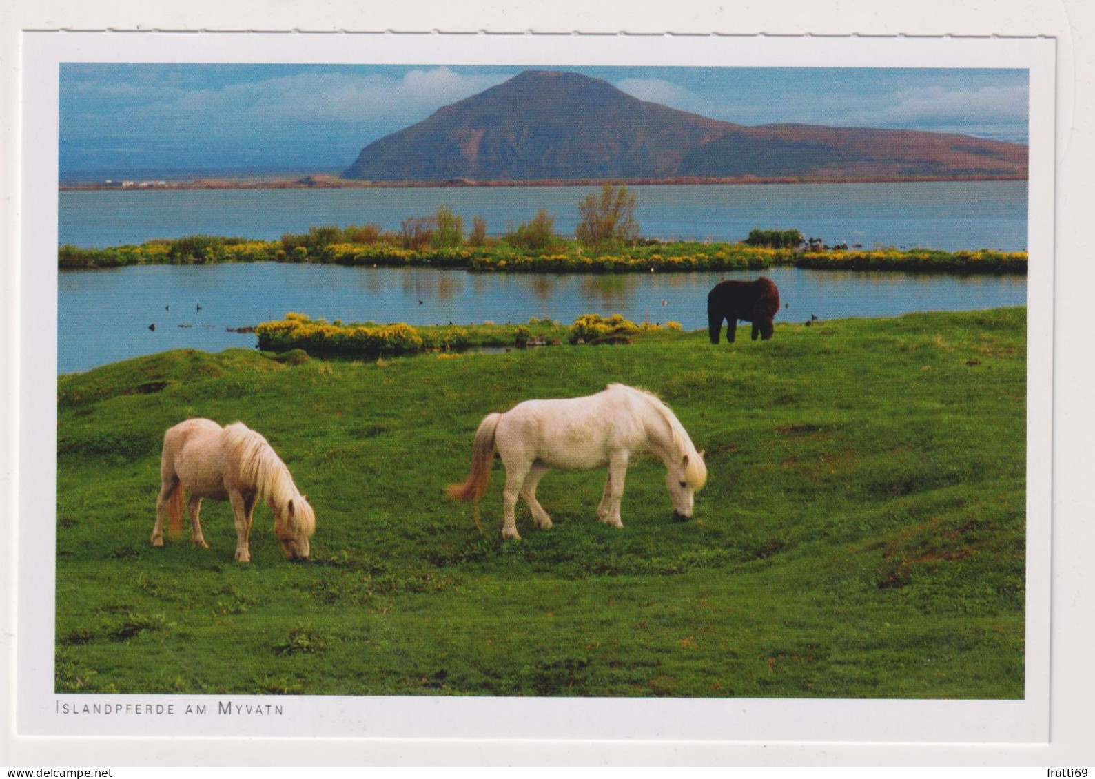 AK 197442 ICELAND - Islandpferde Am Myvatn - Islande