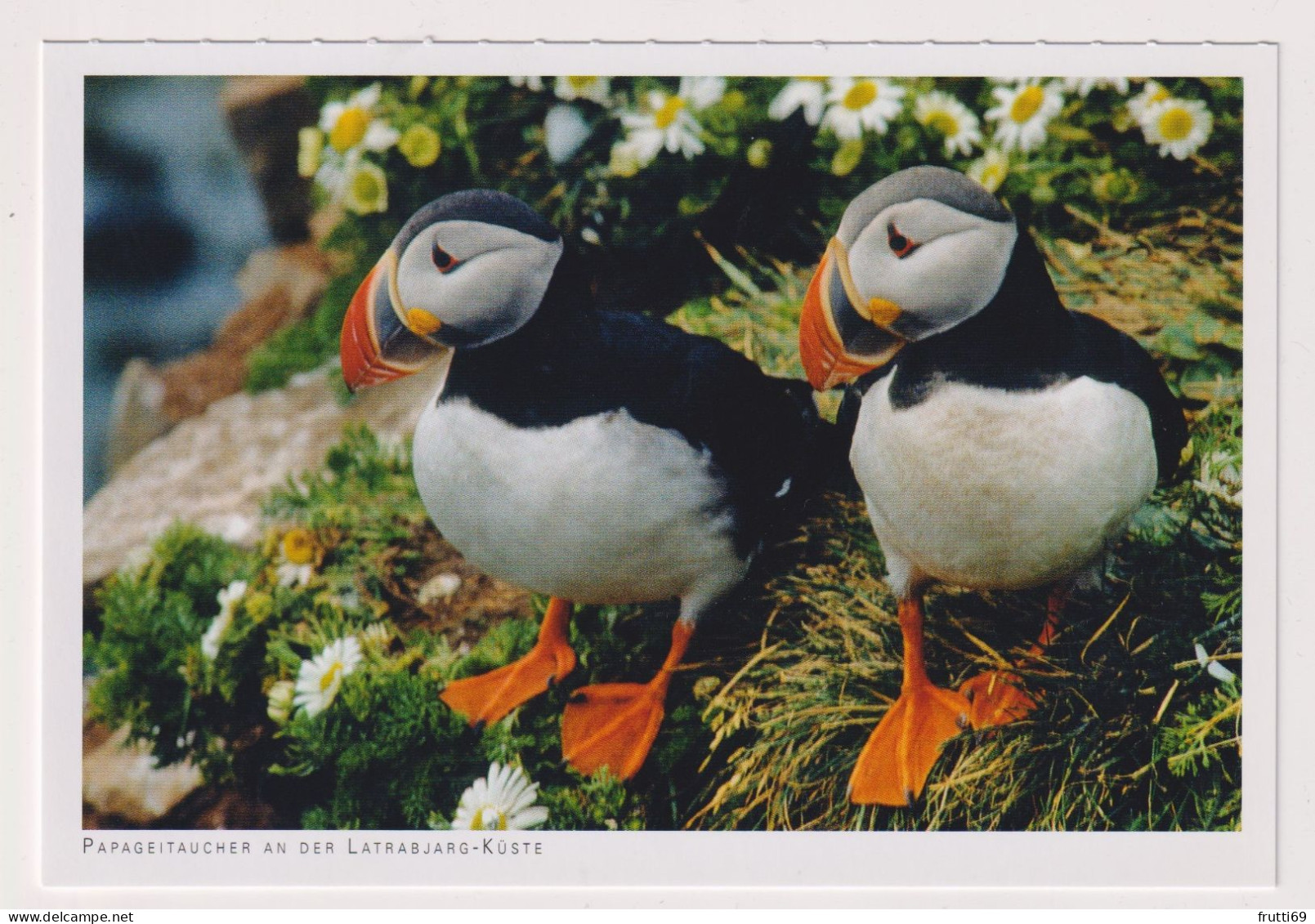 AK 197482 ICELAND - Papageientaucher An Der Latrabjarg-Küste - Islande