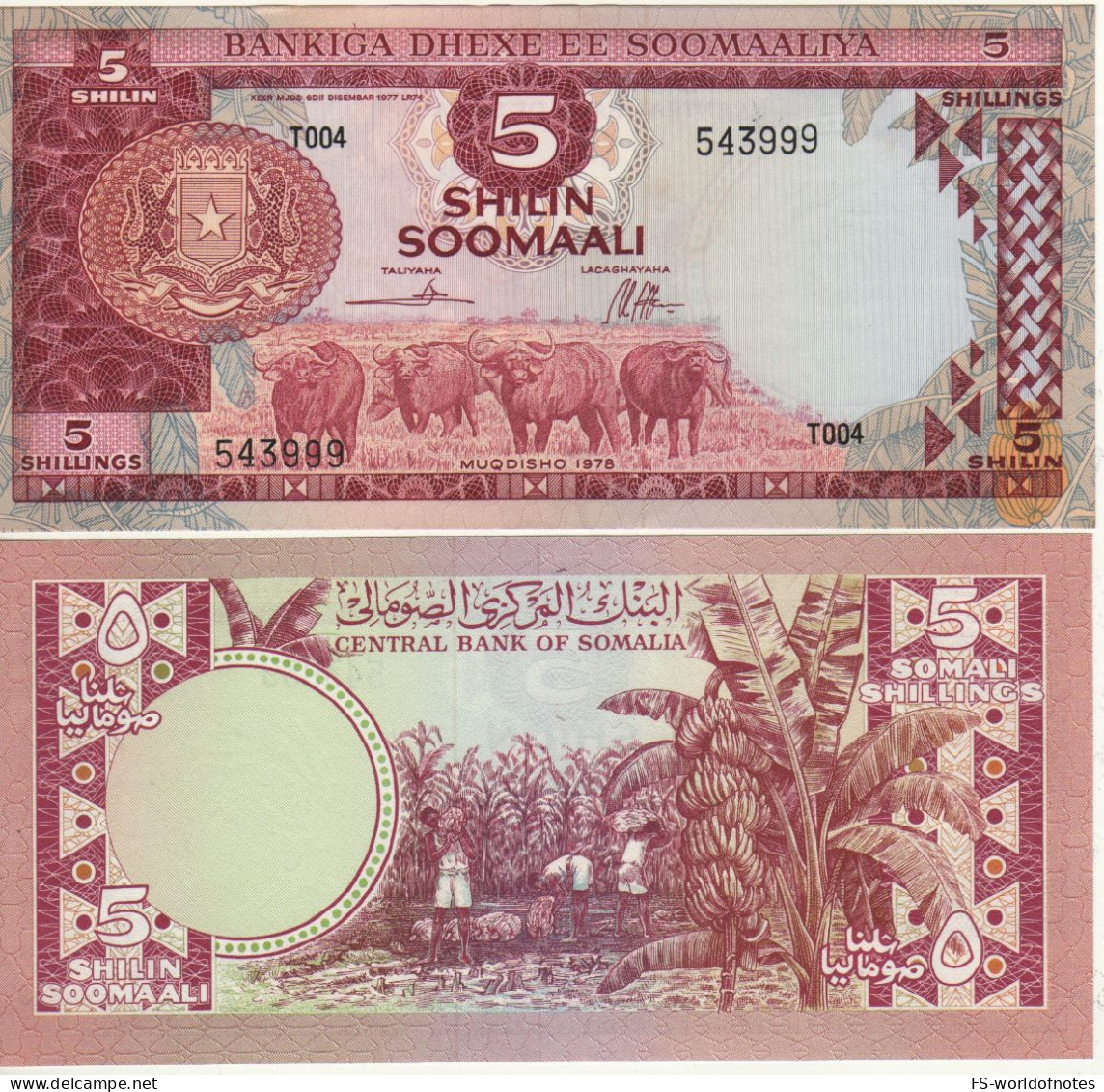 Somalia  5 Shilin Soomali  P21  Dated 1978    "  Water Buffalos  +  Banana Plantation At  Back"  UNC - Somalie