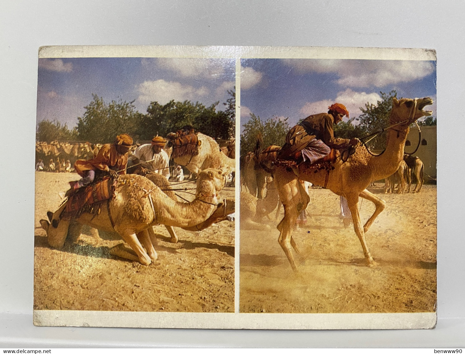 Racing Camel, Al Mintrib,  Oman Used Stamped 1979 Postcard - Oman