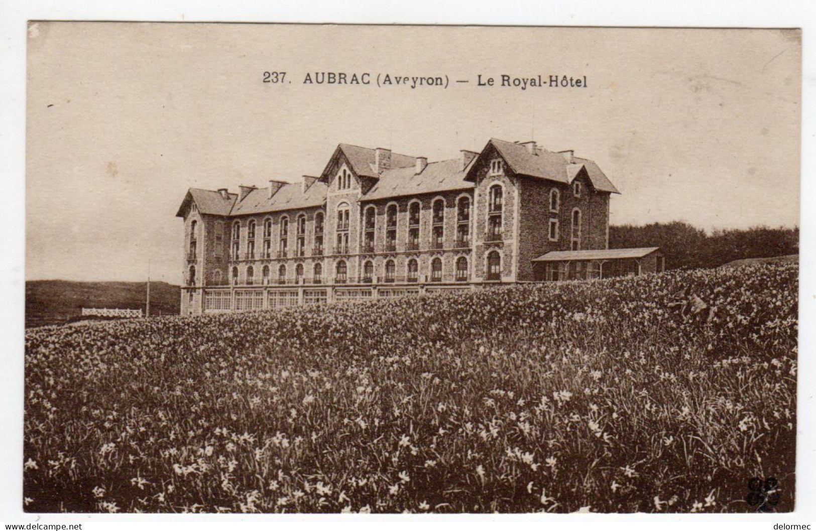 CPA Aubrac Près Laguiole 12 Aveyron Le Royal Hôtel Champ De Jonquilles Non écrite - Laguiole