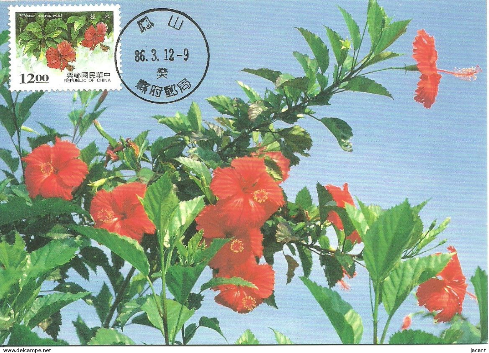 Carte Maximum - Taiwan - Formose - Flowers - Fleurs - Rose Mallow - Hibiscus Rosa-sinensis - Cartoline Maximum