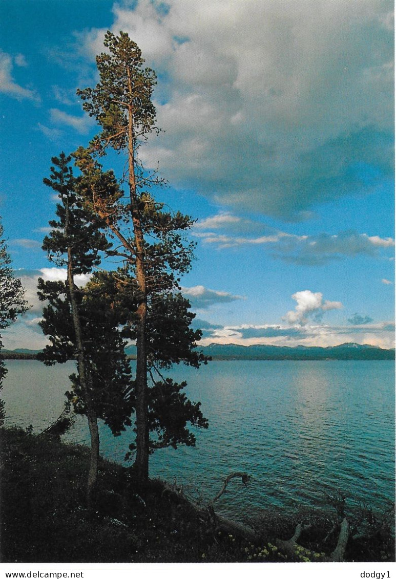 YELLOWSTONE LAKE, YELLOWSTONE NATIONAL PARK, WYOMING, UNITED STATES. UNUSED POSTCARD   Fw3 - Yellowstone