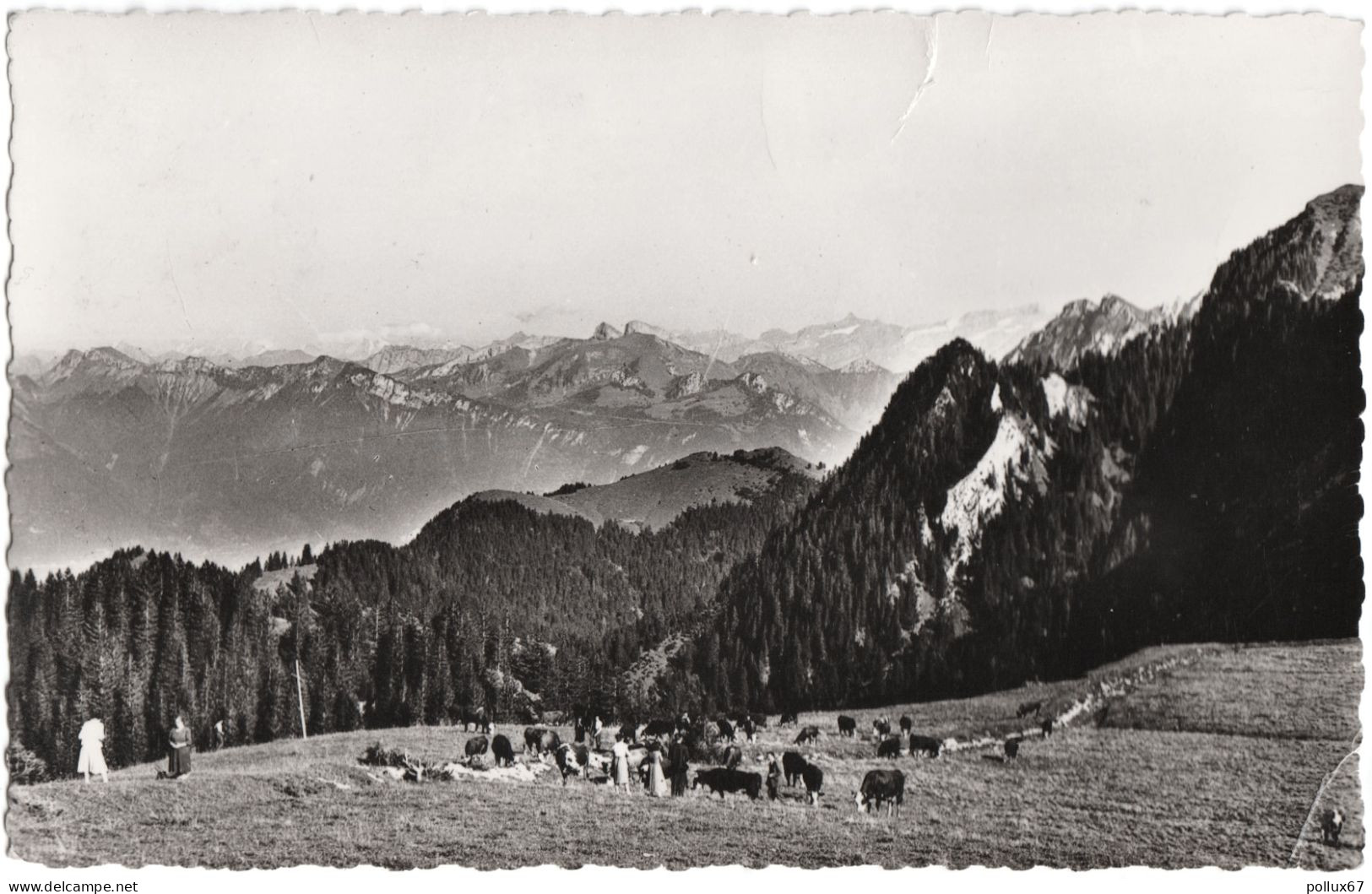 CPSM DE THOLLON-LES-MEMISES  (HAUTE SAVOIE)  PÂTURAGES - VUE SUR LES MONTAGNES SUISSES - Thollon