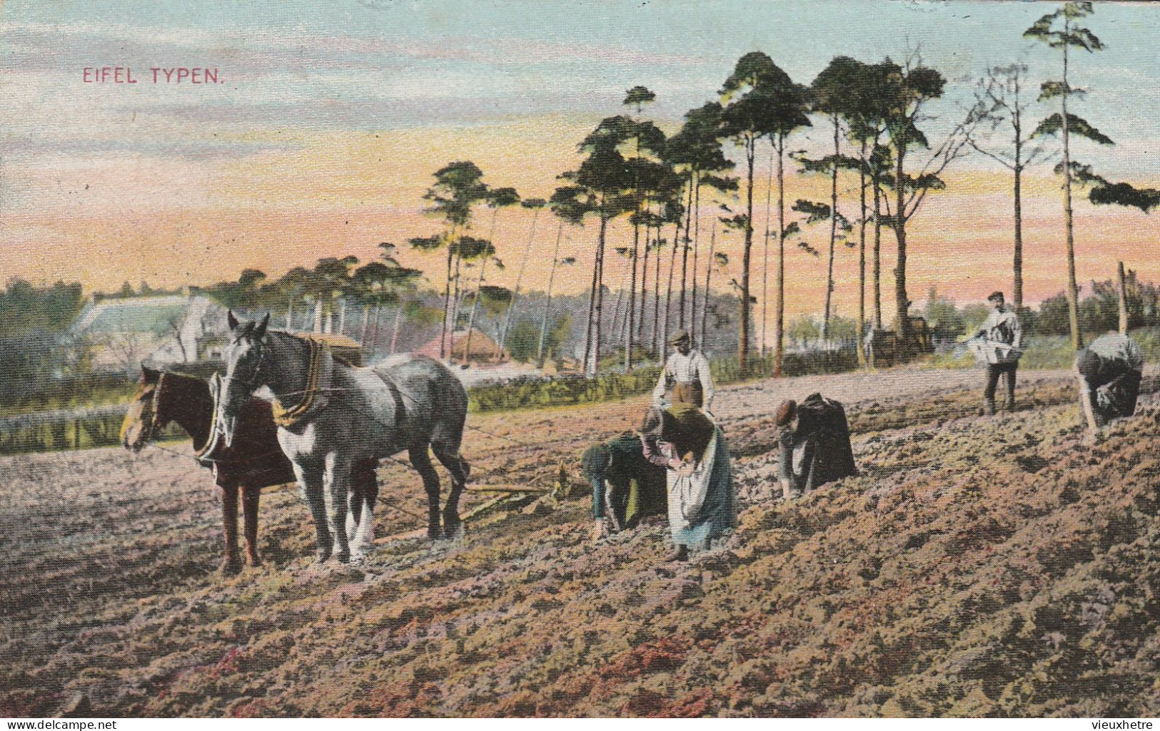 ELSENBORN  EIFEL TYPEN - Elsenborn (Kamp)