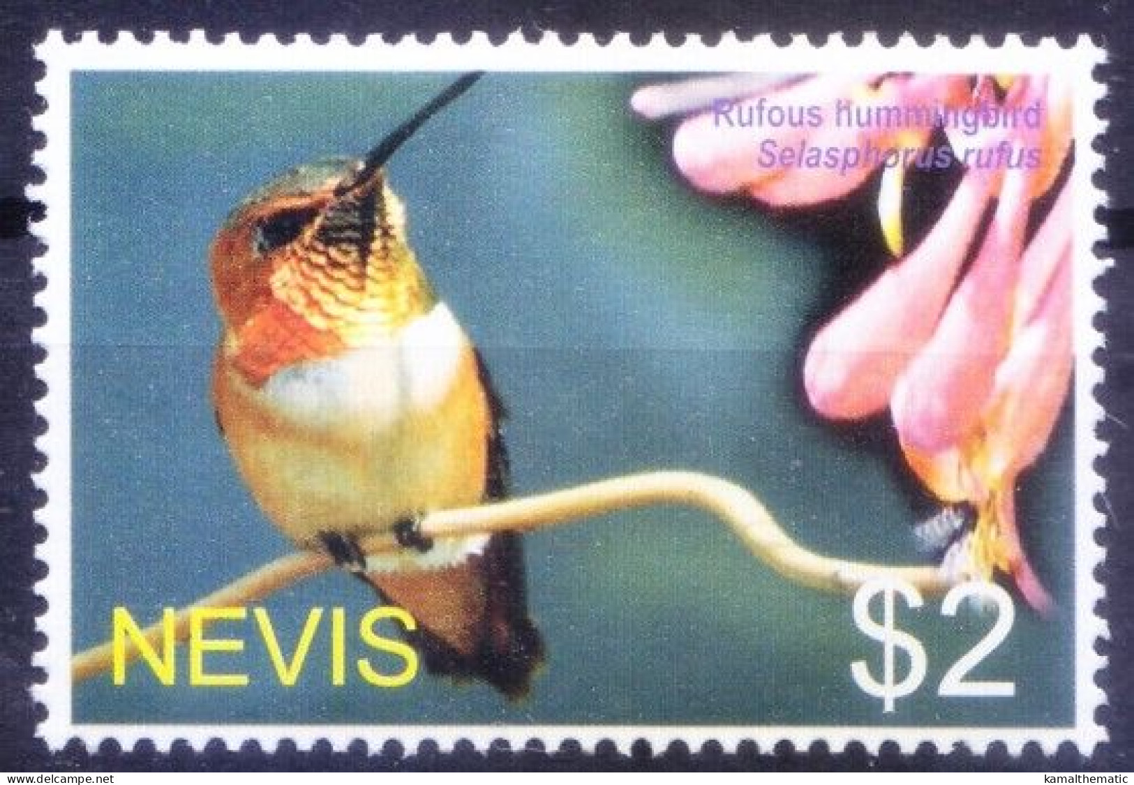 Nevis 2005 MNH, Rufous Hummingbird (Selasphorus Rufus), Birds - Segler & Kolibris