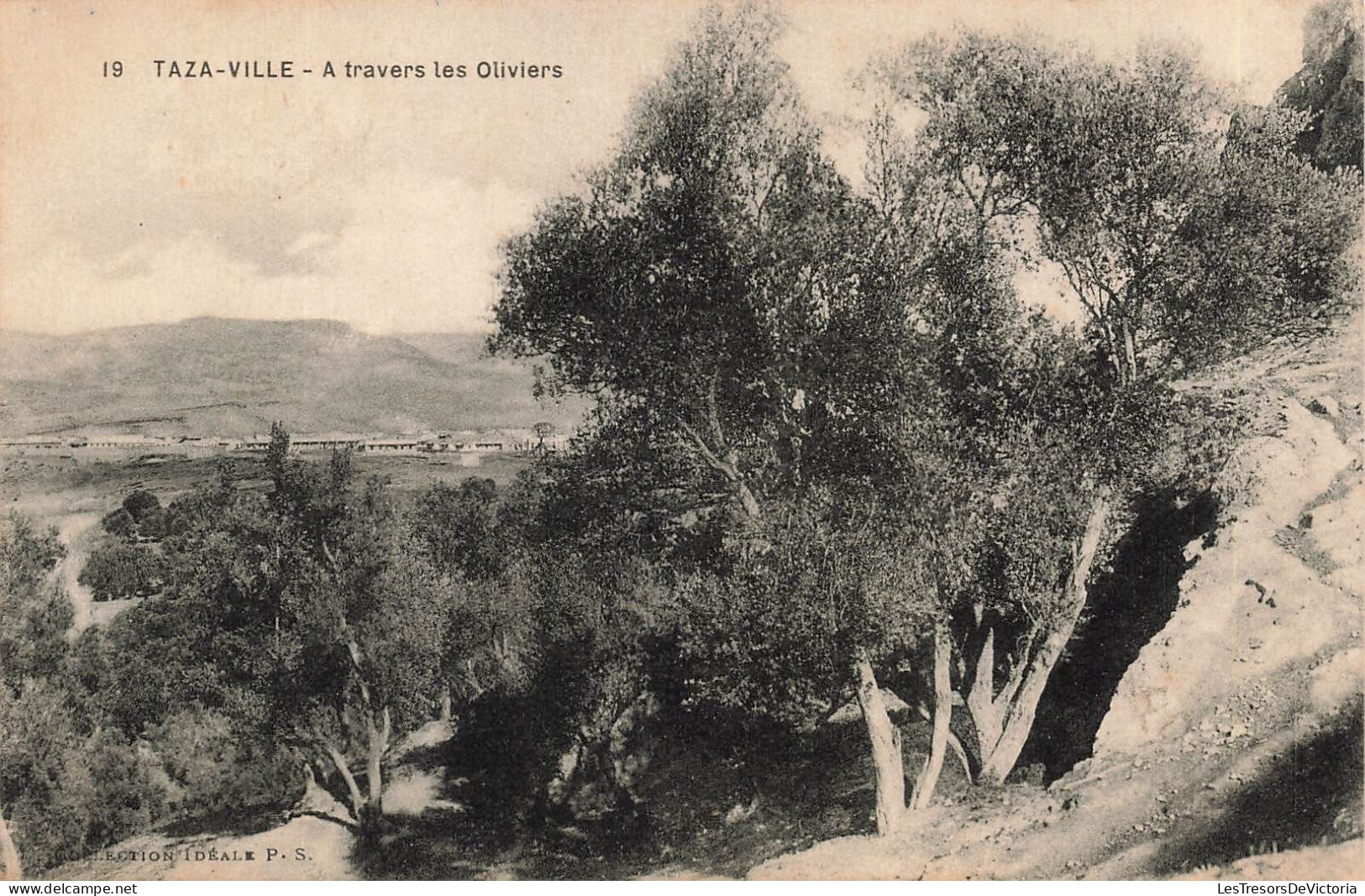 MAROC - Taza - Ville - À Travers Les Oliviers - Carte Postale Ancienne - Fez