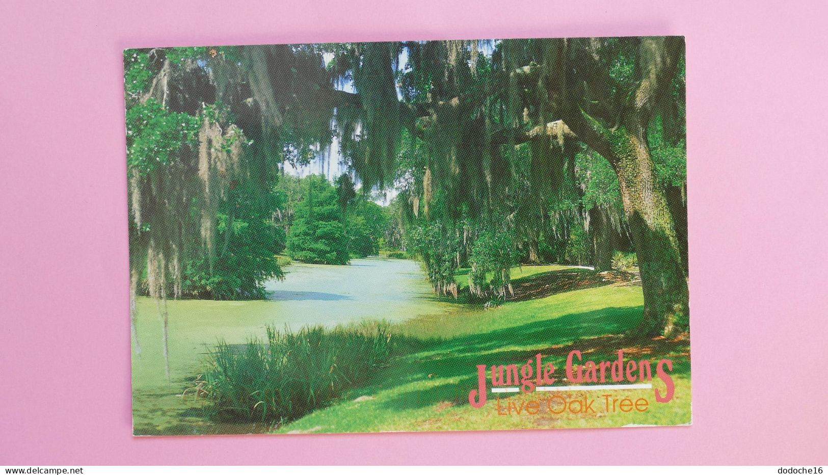 AMERIQUE - ETATS UNIS - LOUISIANA - JUNGLE GARDENS OAK TREES - Baton Rouge