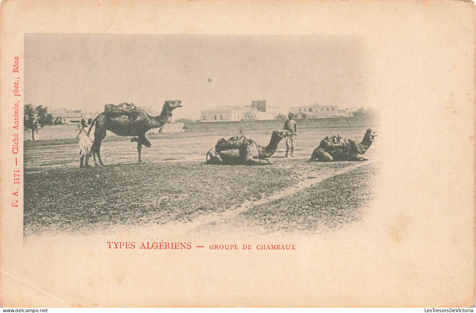 ALGÉRIE - Scènes & Types - Types Algériens - Groupe De Chameaux - Carte Postale Ancienne - Scènes & Types