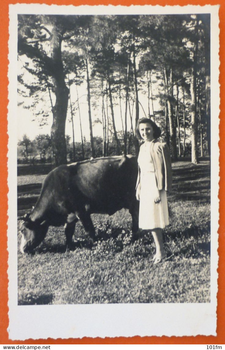 BULL AND GIRL, ORIGINAL PHOTO 1940 - Stieren