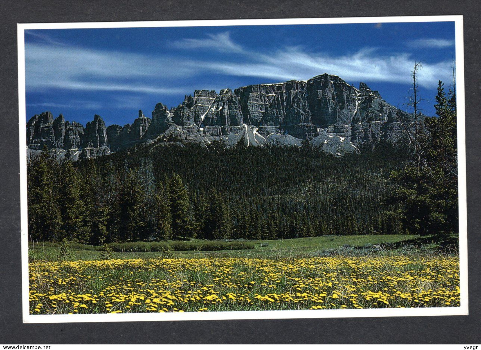 Etats Unis - ROCKY MOUNTAIN - WILDFLOWERS - USA Nationalparks