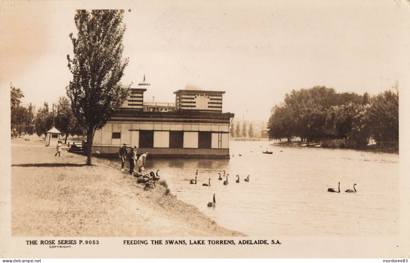 THE ROSE SERIES / FEEDING THE SWANS LAKE TORRENS  ADELAIDE - Adelaide