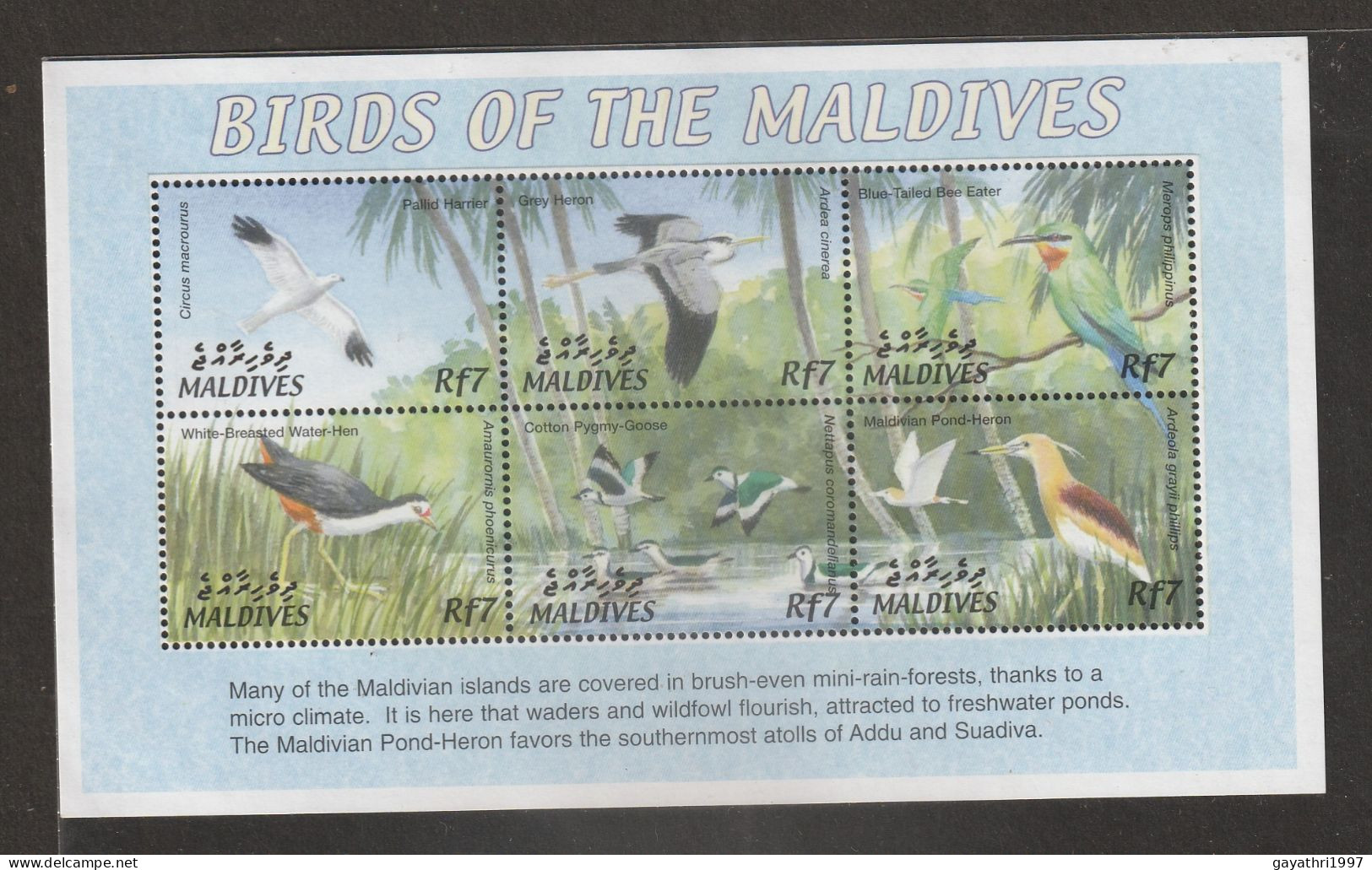 Maldives Birds Miniature Sheet Mint Good Condition (S-62) - Picchio & Uccelli Scalatori