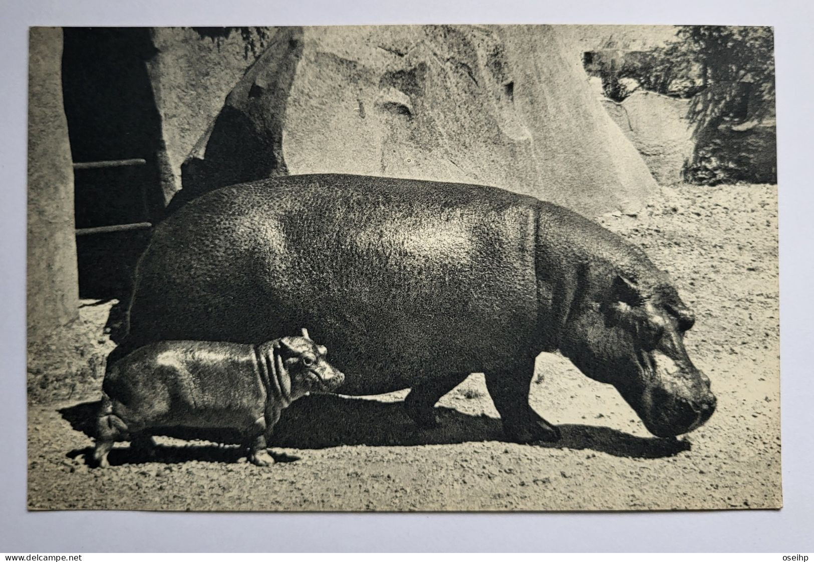 CPA Comité National De L'Enfance Hippopotame Et Son Petit - Parc Zoologique Du Bois De Vincennes Zoo - Hippopotames