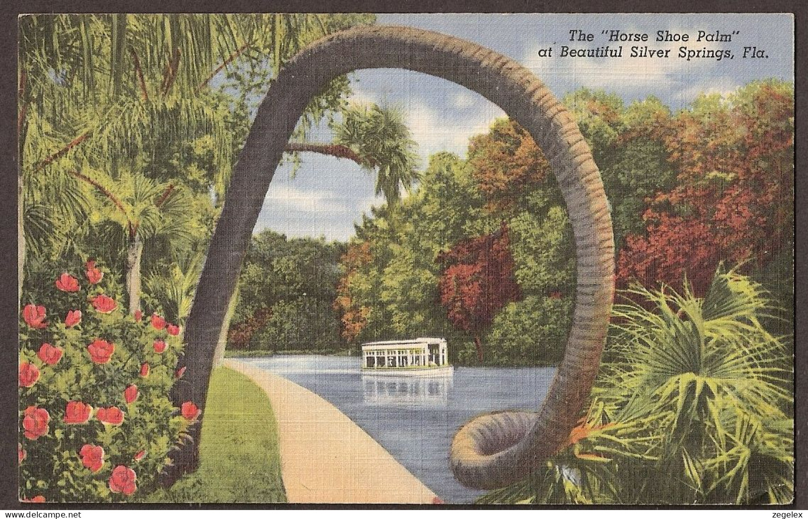 Silver Springs - Florida, The "Horse Shoe Palm" - Silver Springs