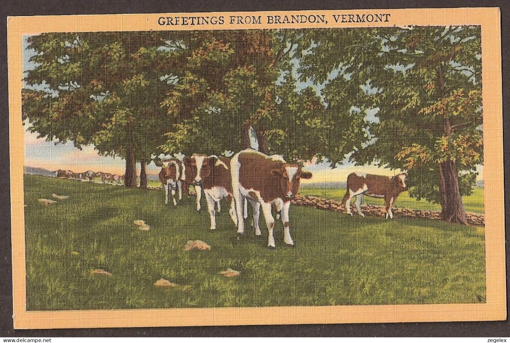 Des Vaches, Kühe, Koeien, Cows From Brandon, Vermont 1951 - Sonstige & Ohne Zuordnung