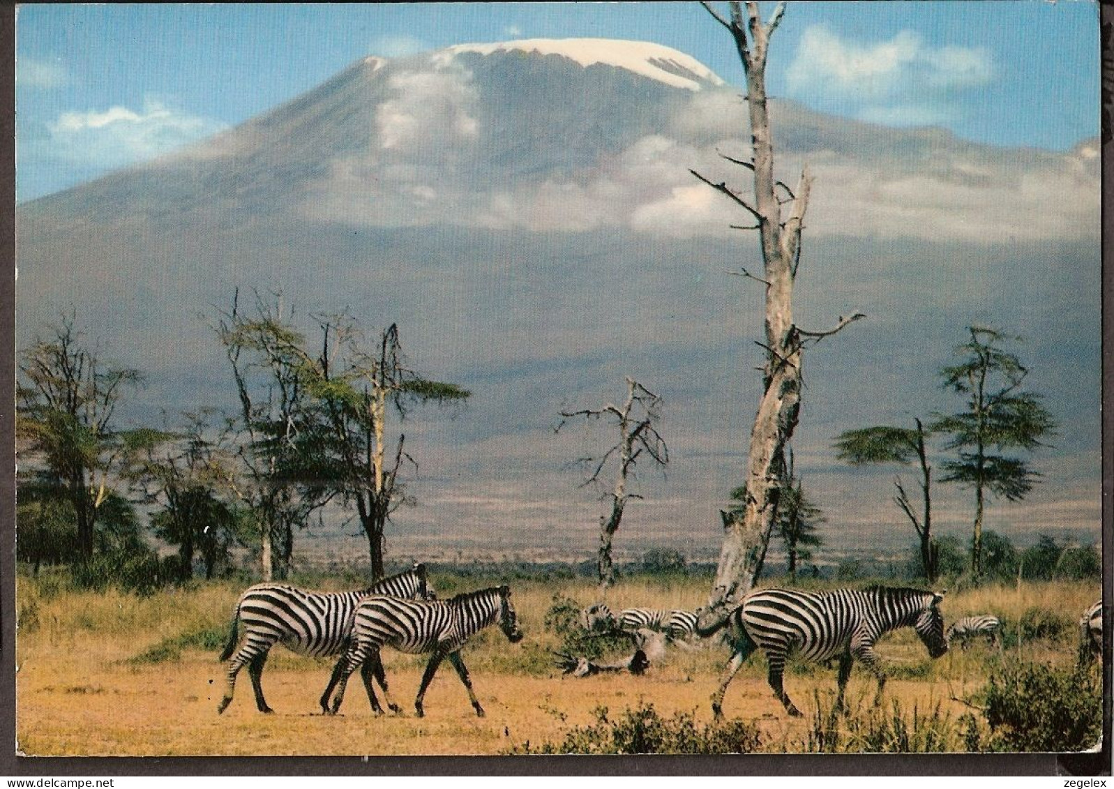 Zebras With Kilimanjaro  - Zèbre - Zebras