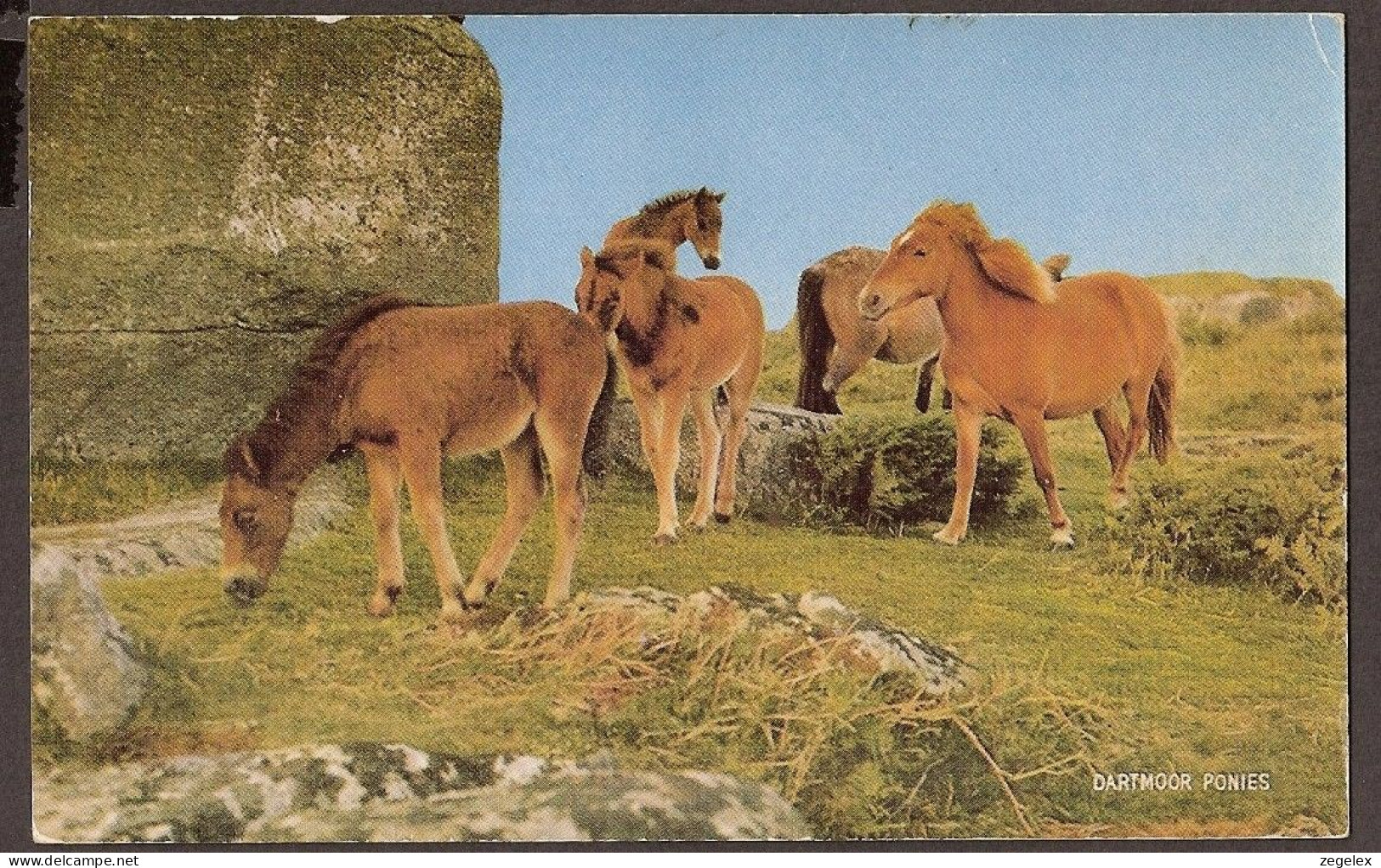 Dartmoor Ponies, Poney - Dartmoor