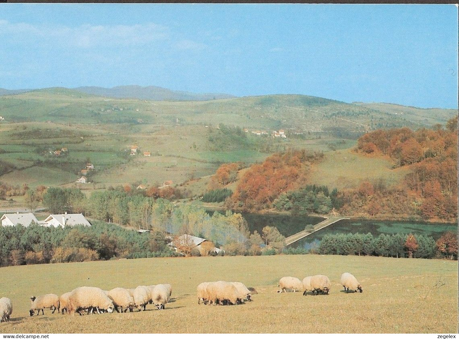 Mrkonjic Grad - Jezero 'Balkana' - Des Moutons, Sheep - Bosnien-Herzegowina