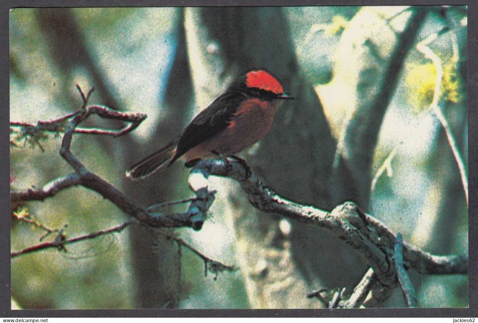 127625/ GALAPAGOS, Vermillion Frycatcher - Ecuador