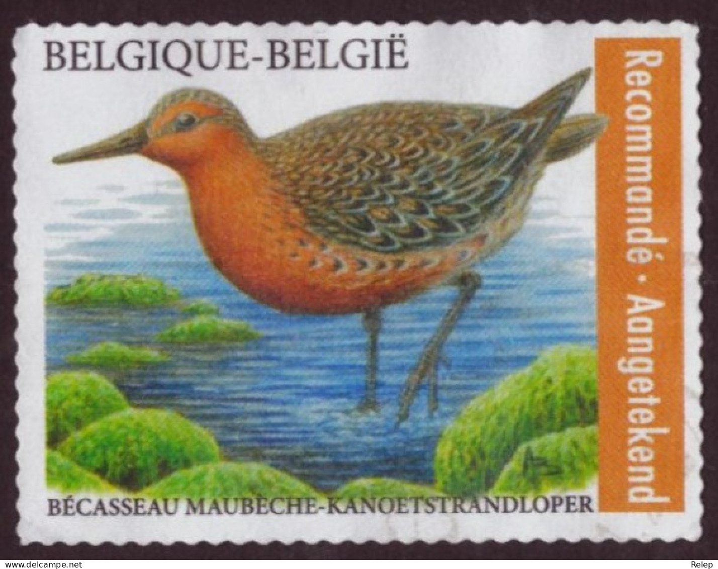 2023 Birds - Kanoetstrandloper - Red Knot - Registered Letter Stamp -TB- Perf.: 11½ - Usati