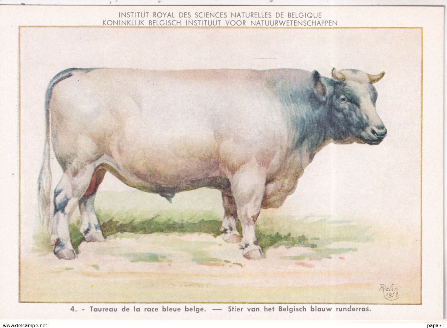 Taureau De La Race Bleue Belge - Bull