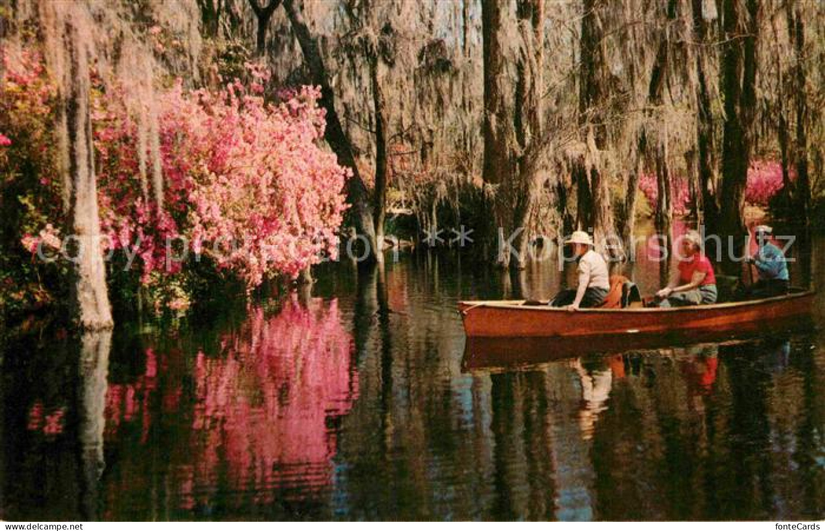 72805704 Charleston_South_Carolina Cypress Gardens Boat Tour Nature - Altri & Non Classificati