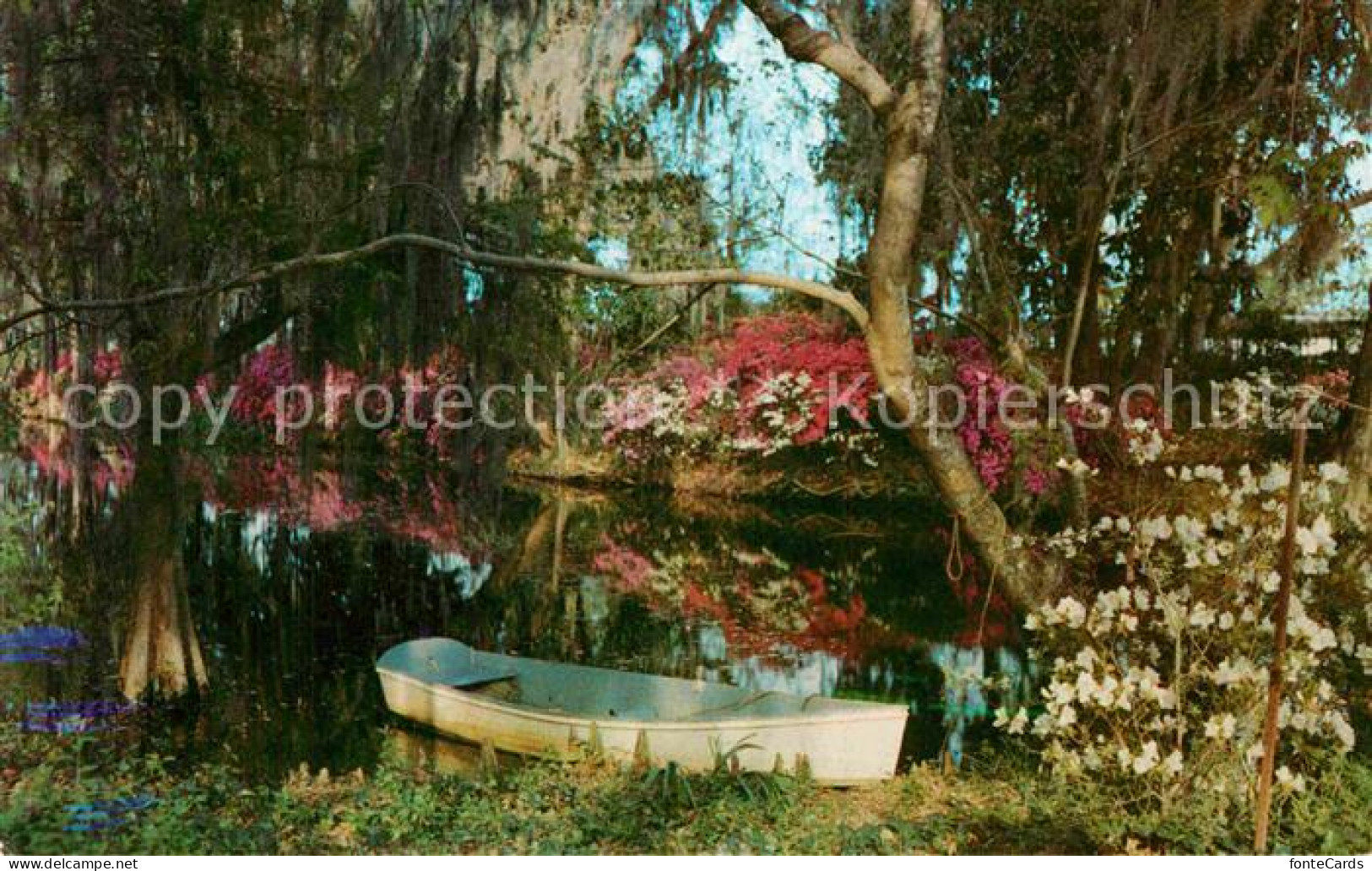 72805703 Charleston_South_Carolina Magnolia Gardens - Autres & Non Classés