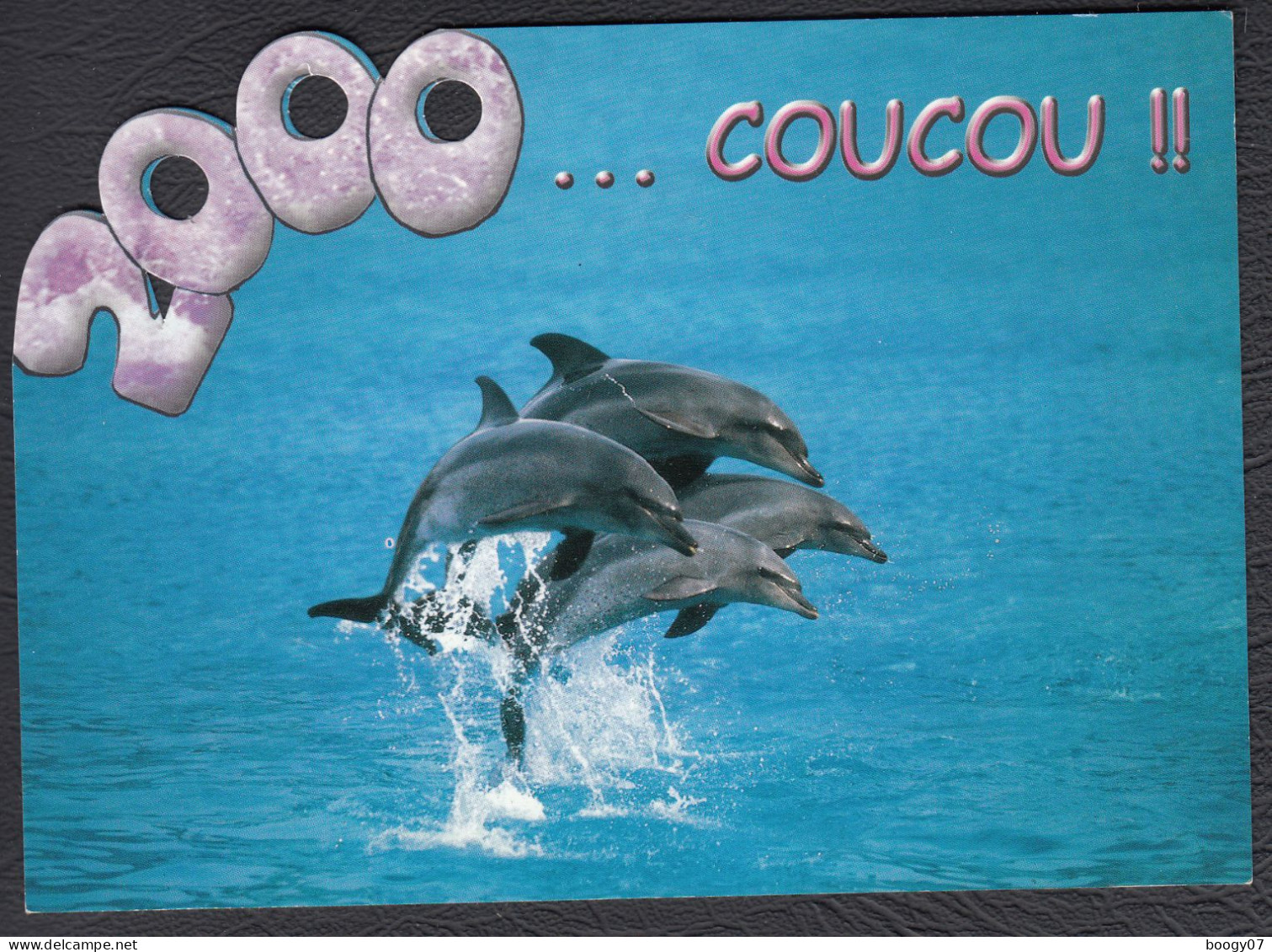 Dauphins Coucou An 2000 - Delphine