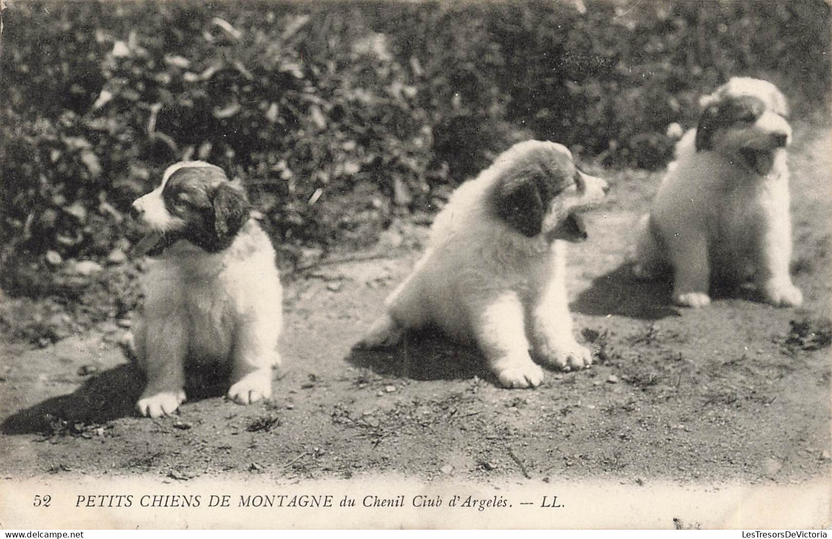 FRANCE - Petits Chiens De Montagne Du Chenil Club D'Argelés - LL - Carte Postale Ancienne - Argeles Gazost