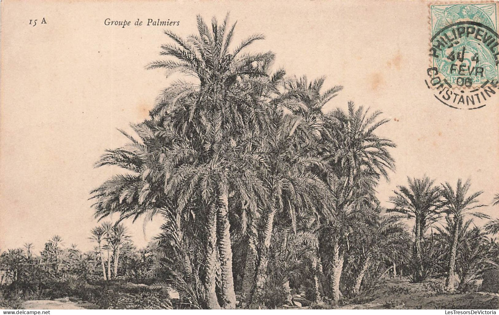 FLEURS PLANTES ET ARBRES - Groupe De Palmiers - Carte Postale Ancienne - Alberi