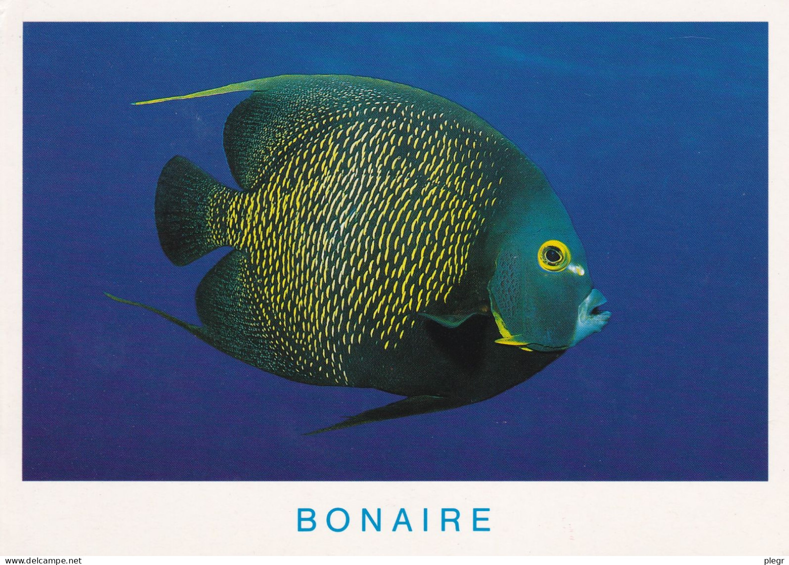 ANT 02 01+15 - BONAIRE - ANGELFISH - Bonaire