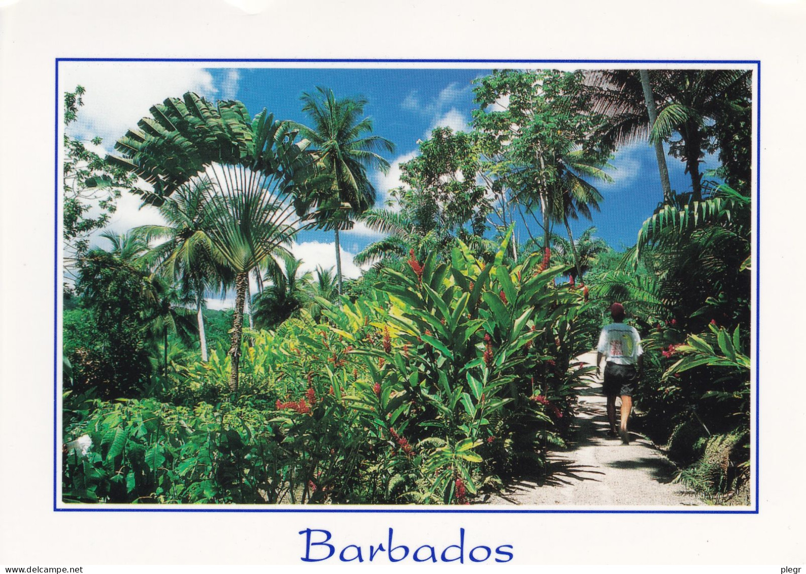 BRB 02 01 - BARBADOS - WEST INDIES - TROPICAL PARADISE IN THE FLOWER FOREST (12 X 17 Cm) - Barbados (Barbuda)