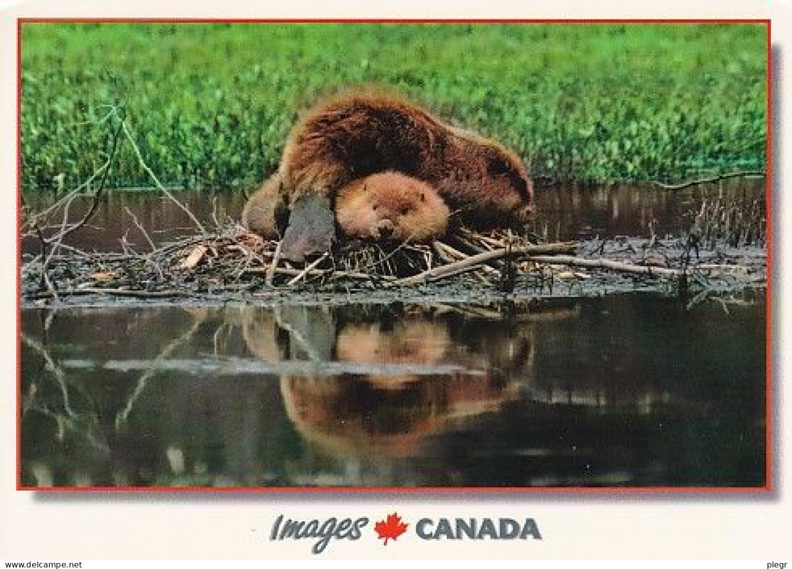 CAN00 02 01 - CANADA - MERE CASTOR ET SON PETIT (12 X 17 Cm) - Cartes Modernes