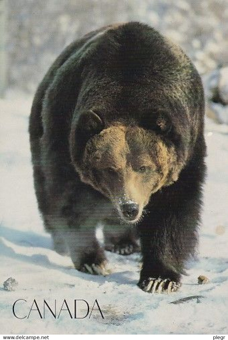 CAN00 02 03 - CANADA - GRIZZLY BEAR (12 X 17 Cm) - Cartes Modernes