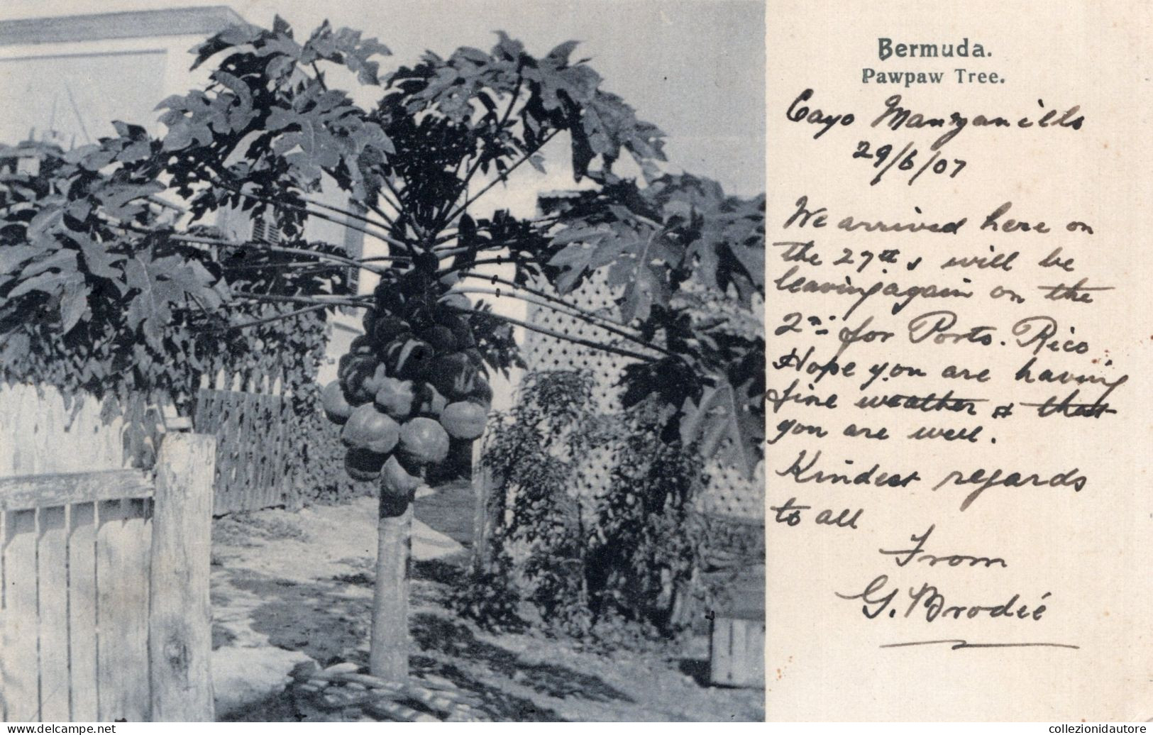 SOUVENIR BERMUDA - PAWPAW TREE - CARTOLINA FP SPEDITA NEL 1907 - Bermuda