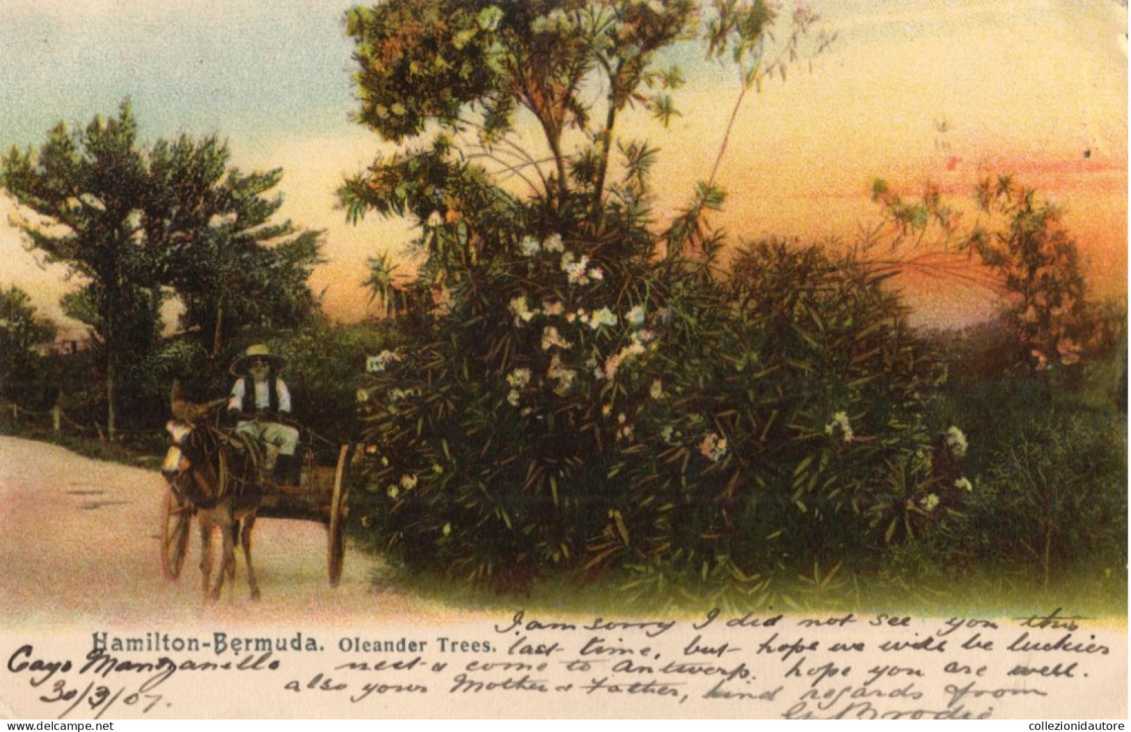 SOUVENIR BERMUDA - HAMILTON-BERMUDA - OLEANDER TREES - ANIMATA - CARRO E CAVALLO - CARTOLINA FP SPEDITA NEL 1907 - Bermuda