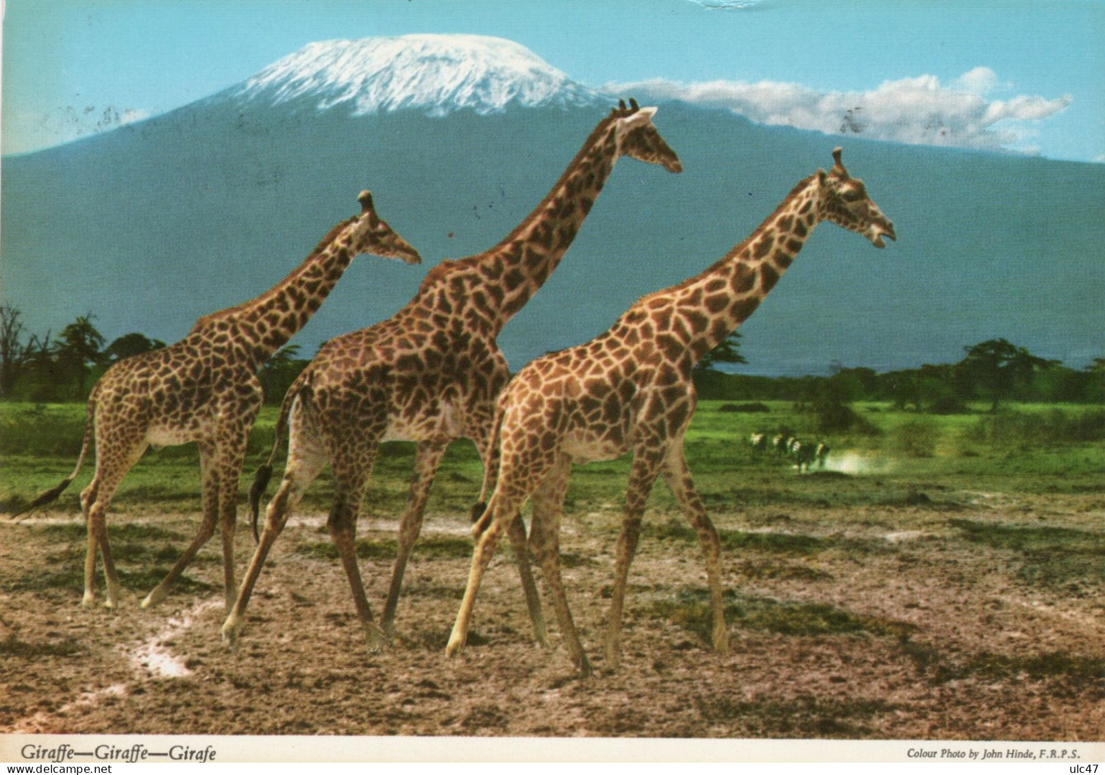 - Giraffe - Giraffe - Girafe - Stamp - Scan Verso - - Giraffen